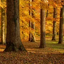 Director’s Garden Walk: Late Fall Color in the Garden