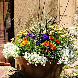Desert Container Gardening: Stun Your Neighbors with Bold Winter Pots