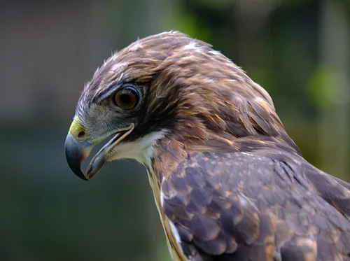 CANCELLED - Winged Wisdom: Understanding Birds of Prey