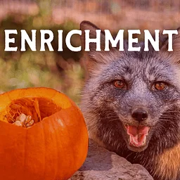 Pumpkin Enrichment Day