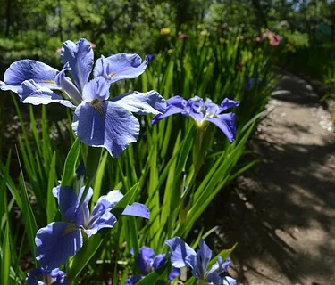 Iris Day
