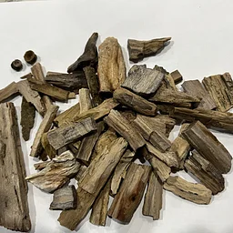 Bruneau Petrified Wood Geologic Field Trip