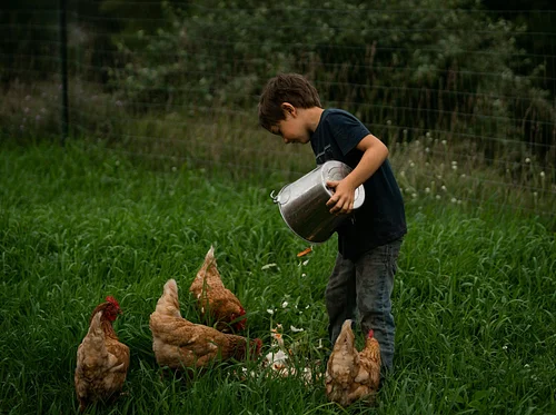 Rise and Shine on the Farm