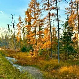 Nature’s Palette: Art Inspired by the Season