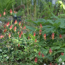 Creating a Resilient Garden: Growing Landscapes in a Changing World