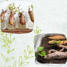 Family Foodways: Sweet Potatoes Cooking Class w/ Chef Josmine