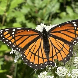 Middlebury Area Butterfly Blitz