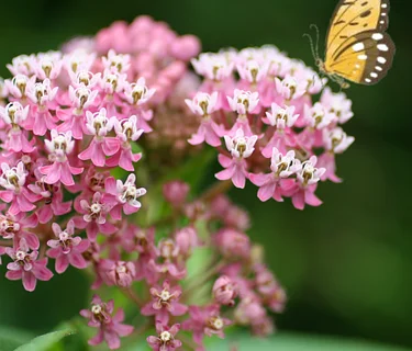 Getting Started with Native Plants