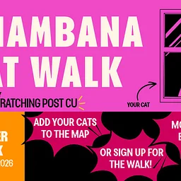 Chambana Cat Walk 2026