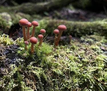 Forest and Fungi Ecology Walk