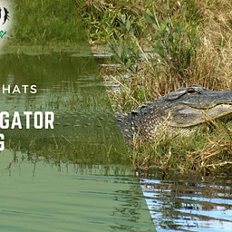 Small Gator Feeding