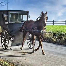 Lecture on the Lawn: Mennonite History and Culture