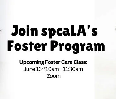 Foster Training Class – June 13th