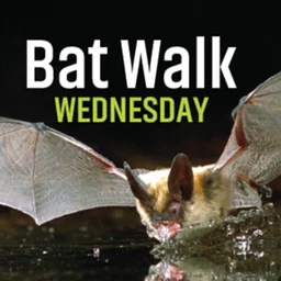 Bat Walk Wednesday