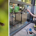 Creating Safe Spaces for Birds