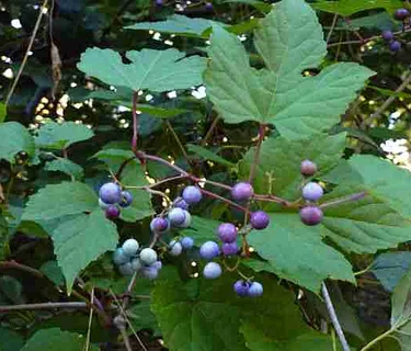 Invasive Plant Roundtable