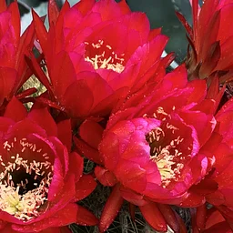 May Garden Tour