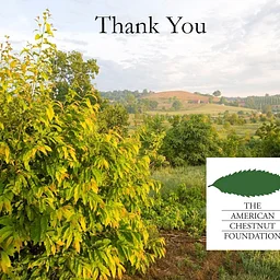 Will American Chestnuts Return? Presentation- November 21, 2026