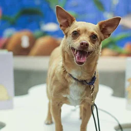 Barks and Books at San Ysidro Library