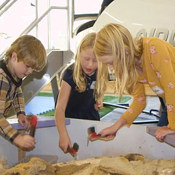 Fossils