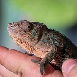 Repticon