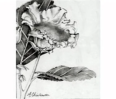 NATURE DRAWING Botanicals-Flowers-colored pencil-Tues,April 7,14,21,1:30-3