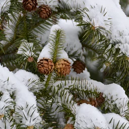 Tree Collection Walk: Evergreen Conifers