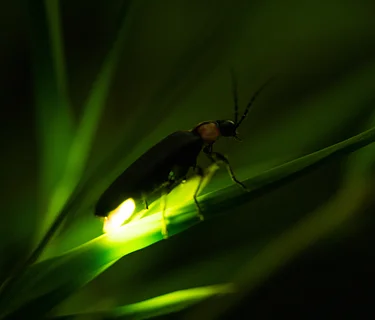 Bug Buddies: Fireflies