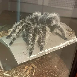 Drop In: Tarantula Feeding!