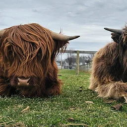 “Mooo-ve over brushes” (Highland Cow Painting in the Pasture)