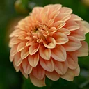 Garden to Vase: Diverse Dahlias