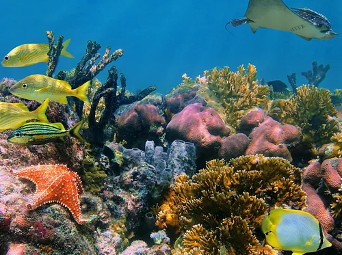 Camp Curiosity: Reef to Deep