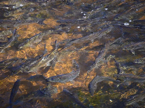 Annual Herring Run Festival (Plymouth)