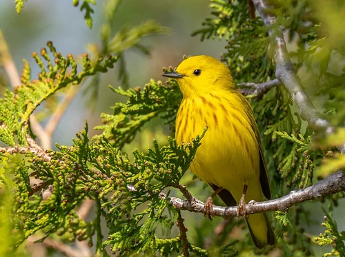 Lilacs and Warblers Birding Adventure