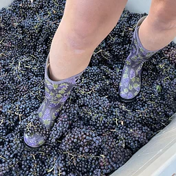Gunnison Harvest Festival