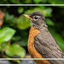 Guided Birding Walk with MOU