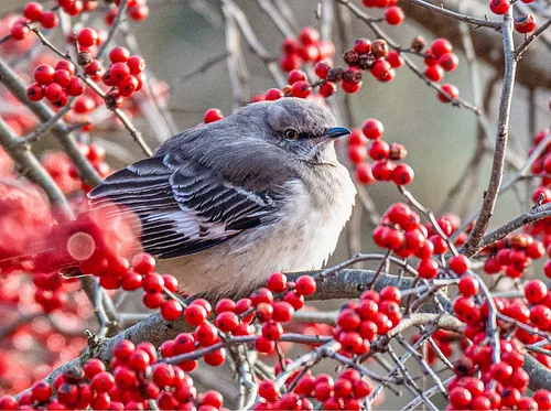 Weekday Bird Walk