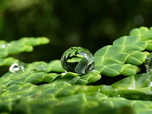 Mackinac’s Amazing Evergreens