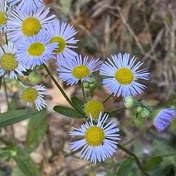 Native Plant Pop-Up Sale at the McLane Pollinator Gardens