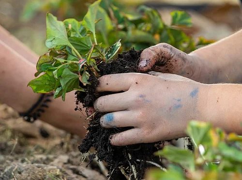 GSUSA: Junior: Gardener