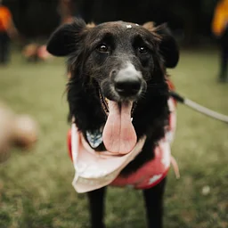 Paws in the Park