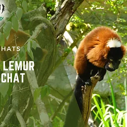 Lemur Island Chat