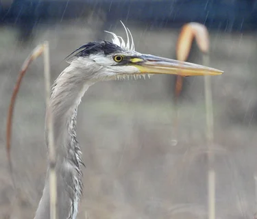 Joint Bird Walk with SoFo Natural History Museum - Mashomack Preserve, Shelter Island