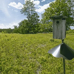 Build a Nest Box (for families, ages 8+)