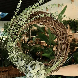 Air Plant Wreath Workshop