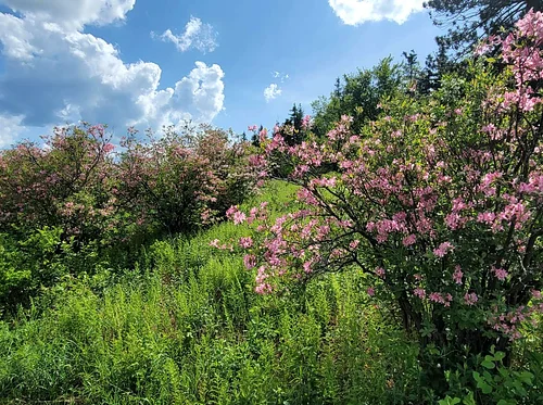 Azalea Fields Pittsfield State Forest