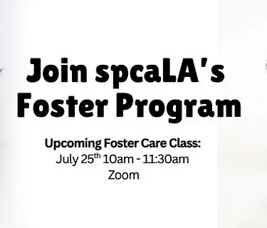 Foster Training Class – July 25th