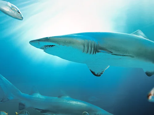 Breakfast with the Sharks
