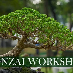 Bonsai Workshop