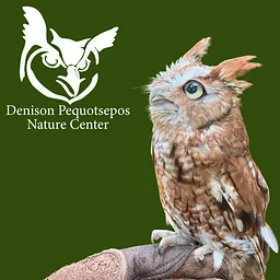 Owl Prowl (Kids)